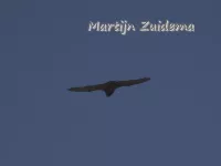 Gladneuzen [Vespertilionidae]